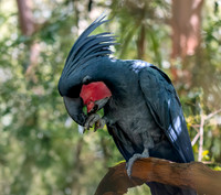 Palm cockatoo