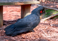 Palm cockatoo