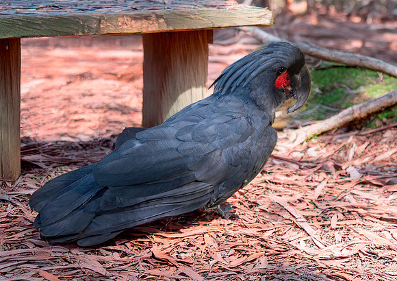 Palm cockatoo