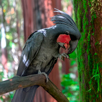 Palm cockatoo