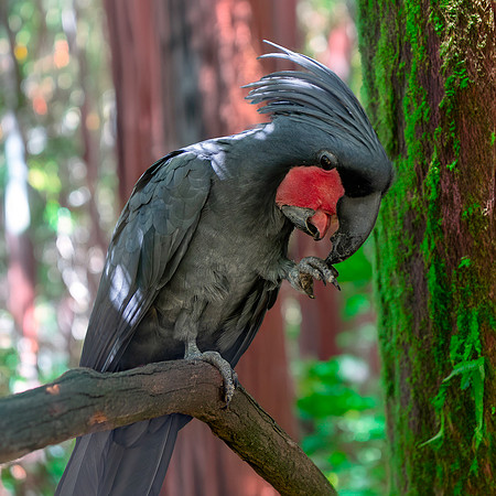 Palm cockatoo