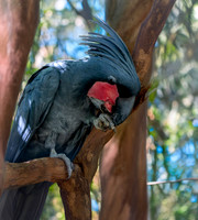 Palm cockatoo