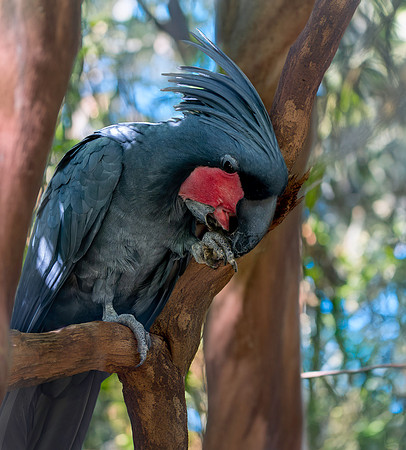 Palm cockatoo