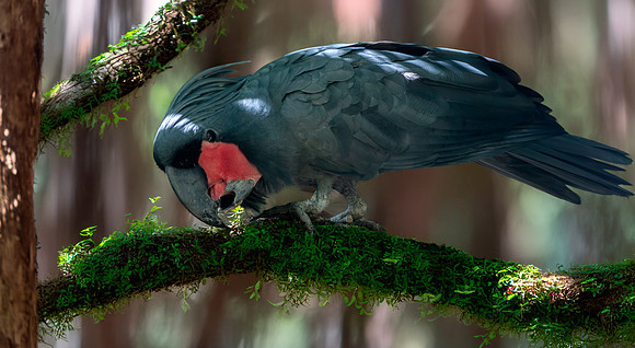 Palm cockatoo
