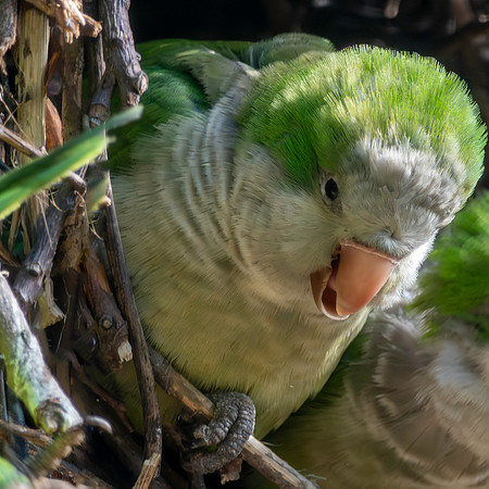 Quaker parrot