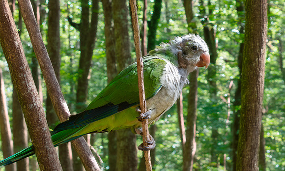 Quaker parrot