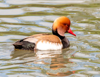 Red crested pochard