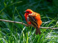 Red fody