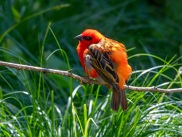 Red fody