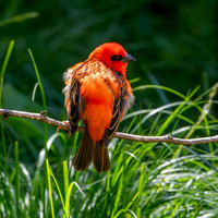 Red fody