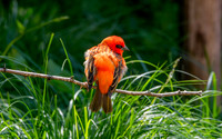 Red fody