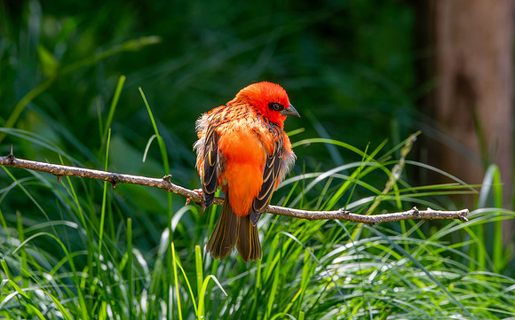 Red fody