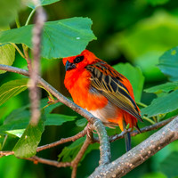 Red fody