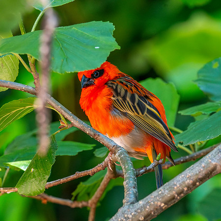 Red fody