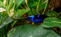 Red legged honeycreeper, male