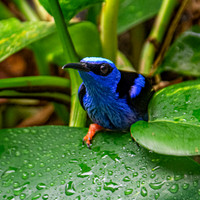 Red legged honeycreeper, male