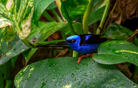 Red legged honeycreeper, male