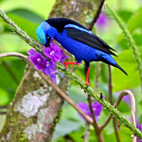 Red legged Honeycreeper, male