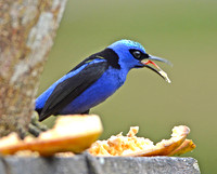 Red legged Honeycreeper, male