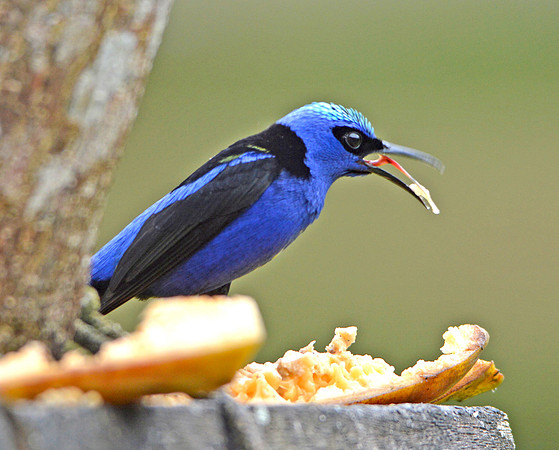 Red legged Honeycreeper, male