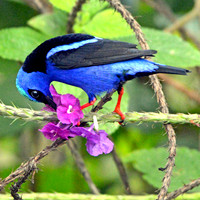 Red legged Honeycreeper, male