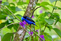 Red legged Honeycreeper, male