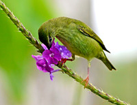 Red legged Honeycreeper, female