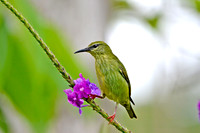 Red legged Honeycreeper, female
