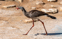 Red legged seriema