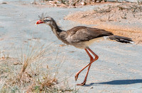 Red legged seriema