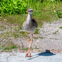 Red legged seriema