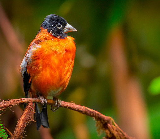 Red siskin