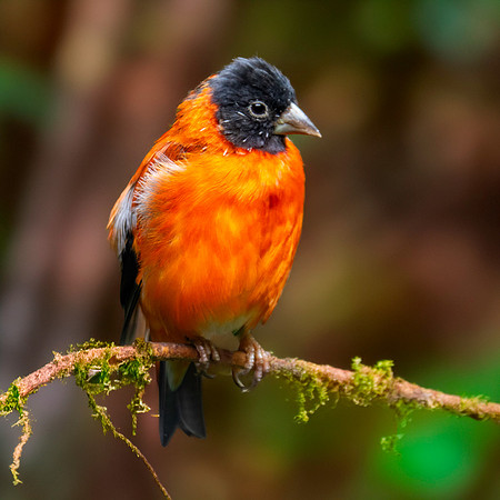Red siskin