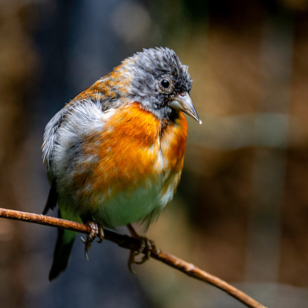 Red siskin