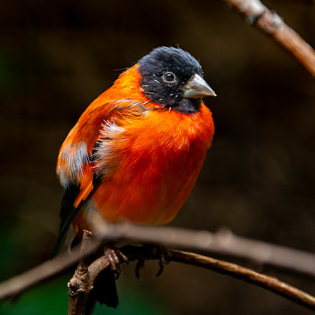 Red siskin