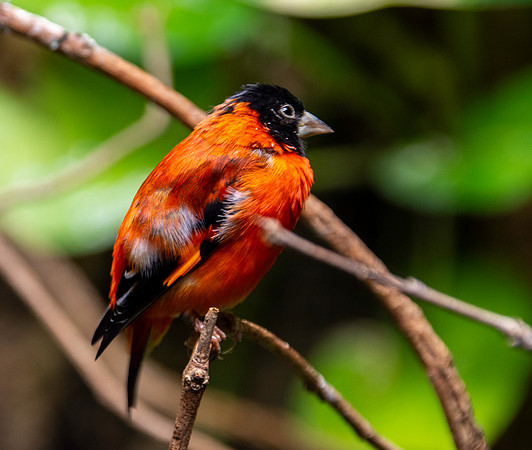 Red siskin