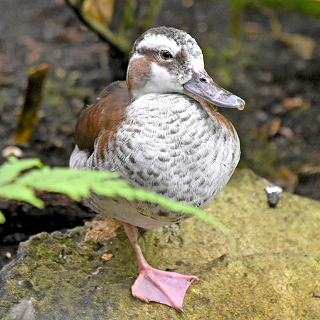 Ringed teal