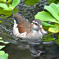 Ringed teal