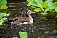 Ringed teal
