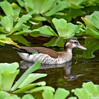 Ringed teal