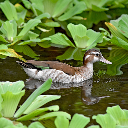 Ringed teal