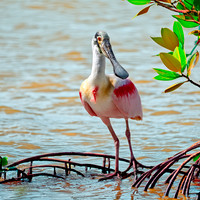 Roseate spoonbill