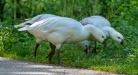 Ross's snow goose