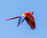 Scarlet macaw, flying