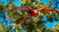 Scarlet macaw, flying