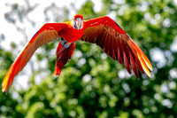 Scarlet macaw, flying
