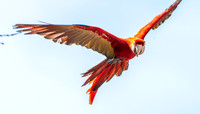 Scarlet macaw, flying