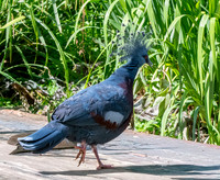 Scheepmaker's crowned pigeon