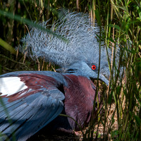Scheepmaker's crowned pigeon