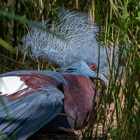 Scheepmaker's crowned pigeon